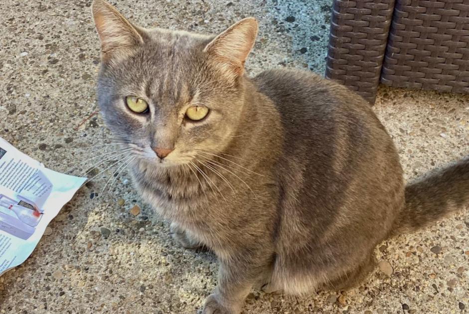 Discovery alert Cat Male Les Angles France