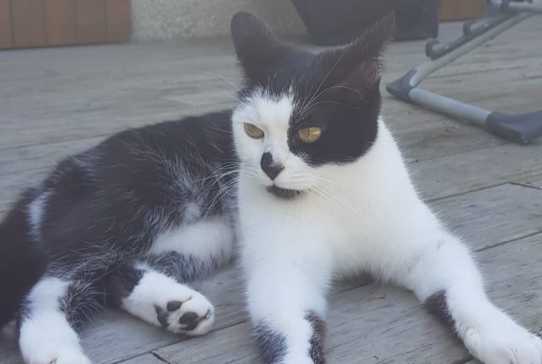 Alerta de Desaparición Gato Hembra , 6 años Vernon Francia