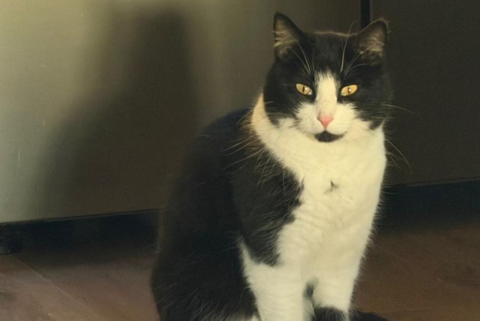 Alerta de Desaparición Gato Macho , 6 años Thiberville Francia