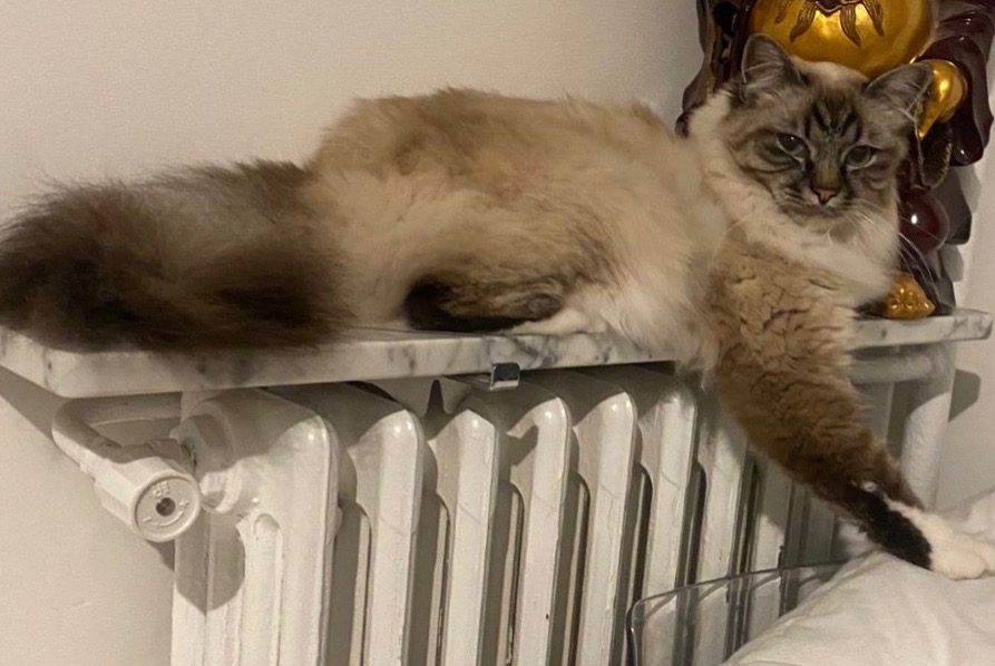 Alerta de Desaparición Gato  Macho , 3 años Bougival Francia
