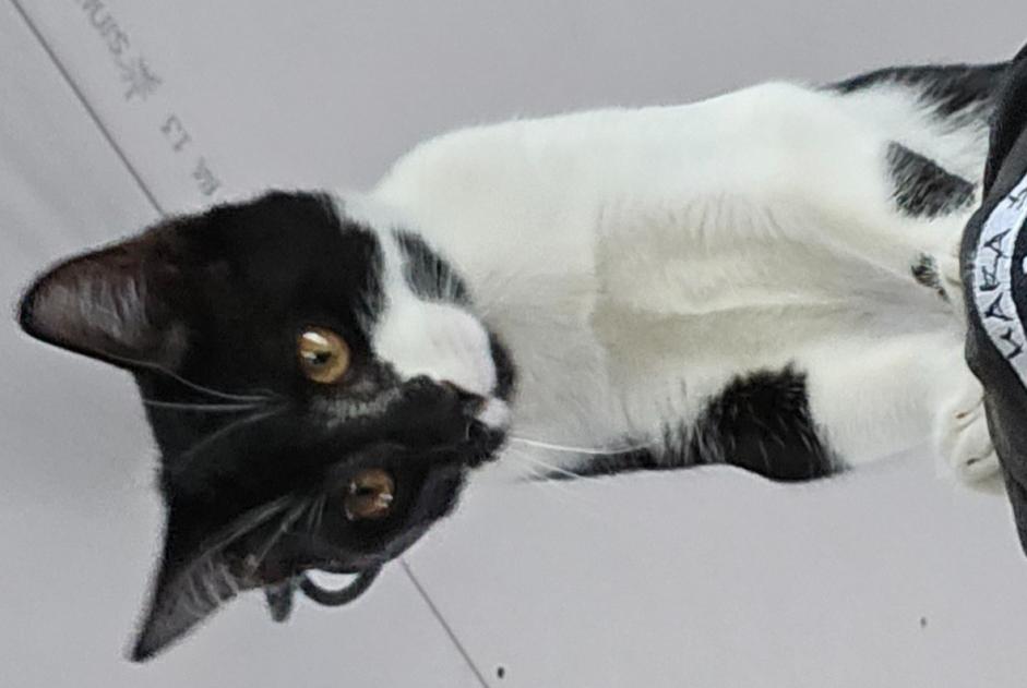 Alerte Disparition Chat croisement Mâle , 0 ans Flancourt-Crescy-en-Roumois France