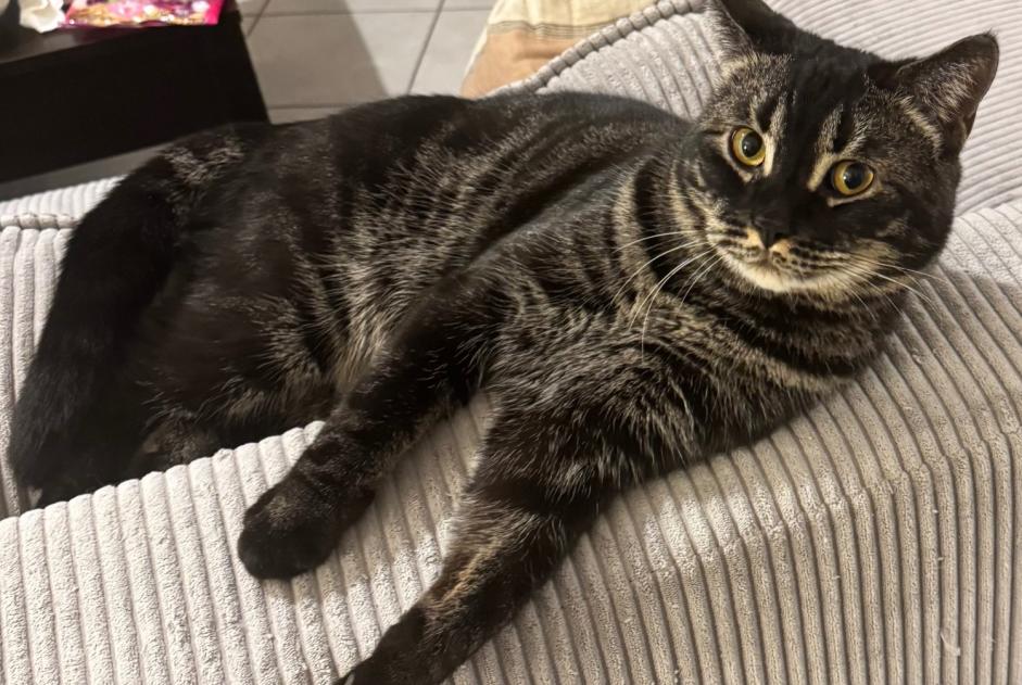 Alerte Disparition Chat Mâle , 2 ans Lyon France Alerte Disparition Chat Mâle , 2 ans Lyon France