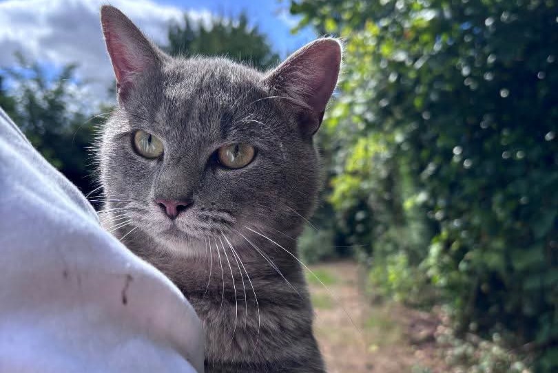 Alerte Découverte Chat Mâle Frenelles-en-Vexin France Alerte Découverte Chat Mâle Frenelles-en-Vexin France