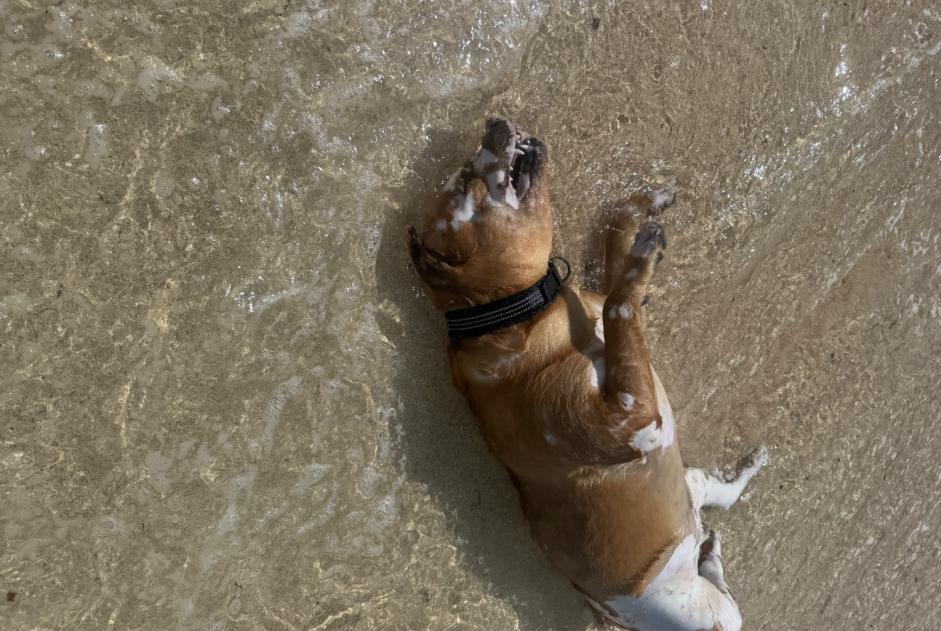 Alerte Découverte Chien Mâle Saint-François France Alerte Découverte Chien Mâle Saint-François France