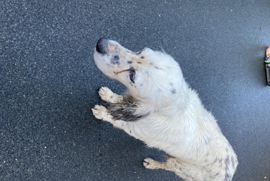 Alerte Découverte Chien Mâle Sare France