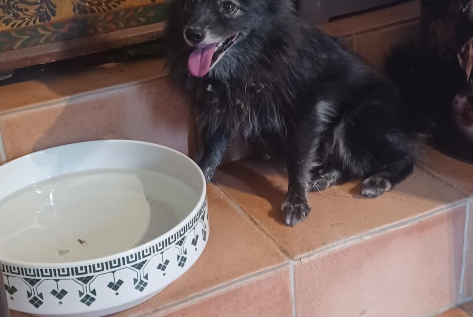 Alerte Découverte Chien  Femelle Saint-Clair France