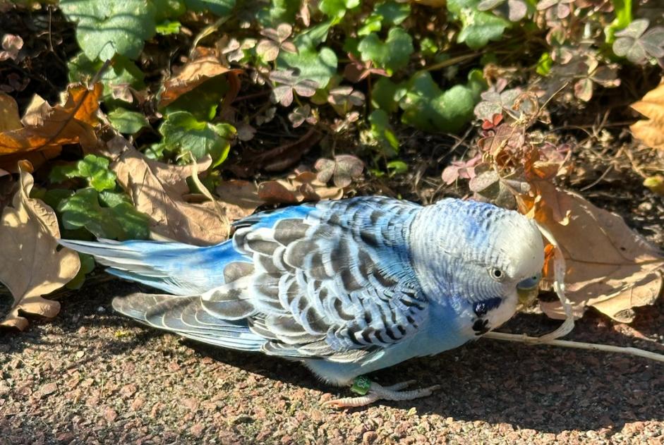Alerte Découverte Oiseau Inconnu Rezé France Alerte Découverte Oiseau Inconnu Rezé France