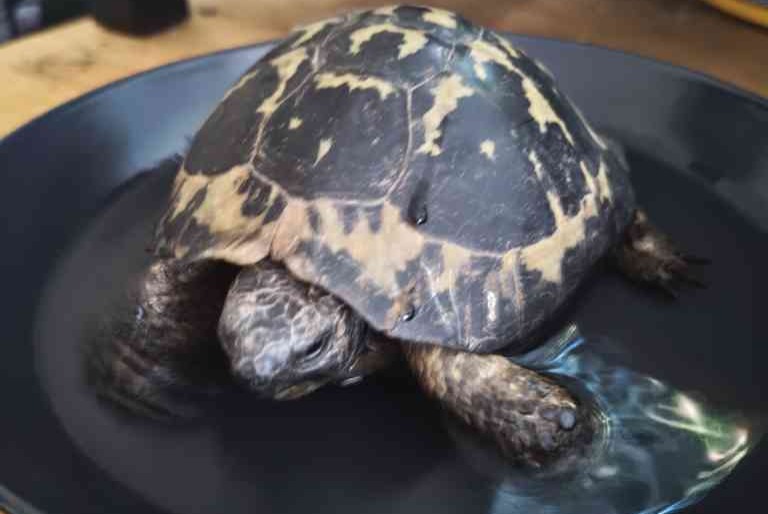 Alerte Découverte Tortue Inconnu La Bonneville-sur-Iton France