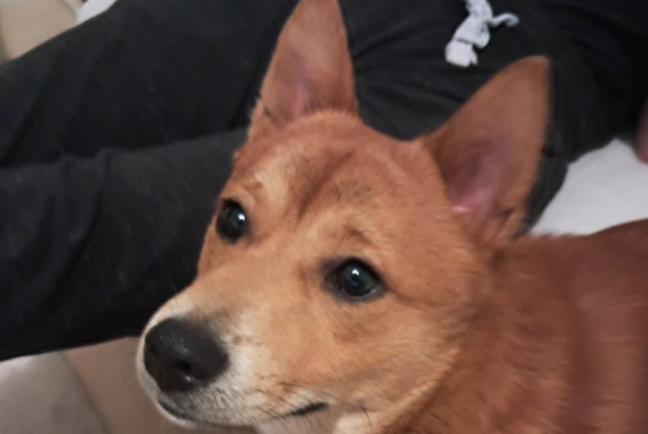 Ontdekkingsalarm Hond  Mannetje Le Neubourg Frankrijk