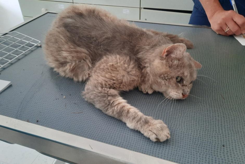 Alerta descoberta Gato Macho , 15 anos Saint-Sébastien-de-Morsent France